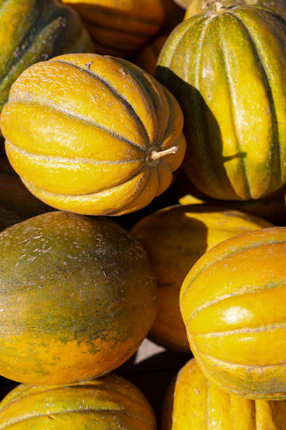 istock Close up of ripe yellow melon on direct sunlight 1392510854