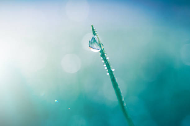 istock raindrop on the plant leaf in springtime 1392511961