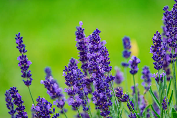 istock Purple lavender flowers on a green blurred background. 1392513240