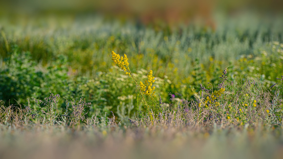 Meadow flowers and herbs. Summer season. Web banner.