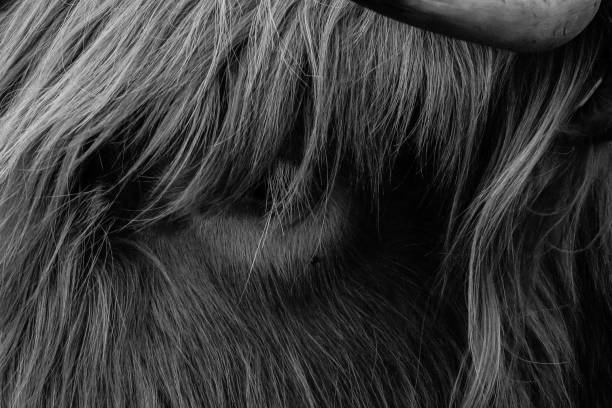 270+ Highland Cow With Hair In His Eyes Stock Photos, Pictures ...
