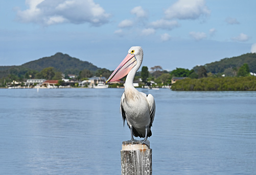 Australian pelican on a pole in the water