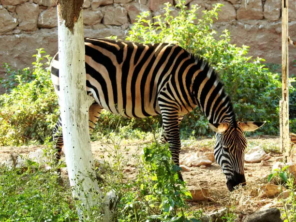 A wild zebra animal eating in a grass land, Zebras are African equines with distinctive black and white striped coats with three types grevy, plains and mountain zebras from family Equidae