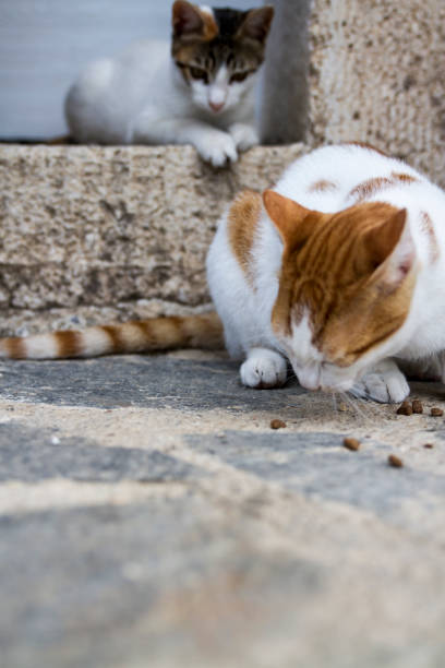 istock Cats Eating Food 1392516365