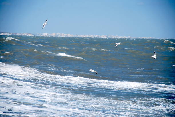istock Seagulls flying over the stormy sea 1392516375