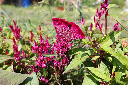 Beautiful flower comb or Celosia cristata with green leaves. Beautiful burgundy flower concept