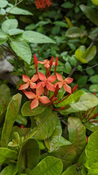 istock Red flowers after rain 1392517532