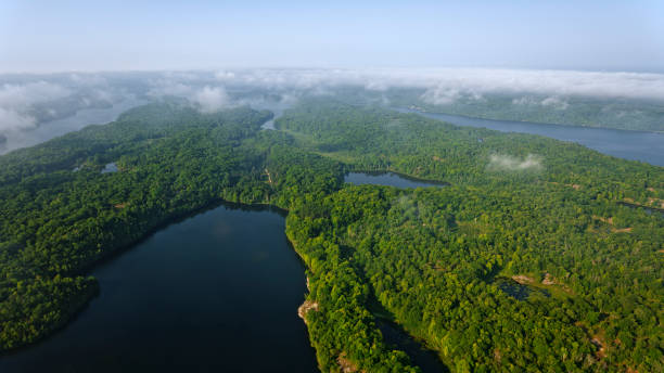 View of trees in forest