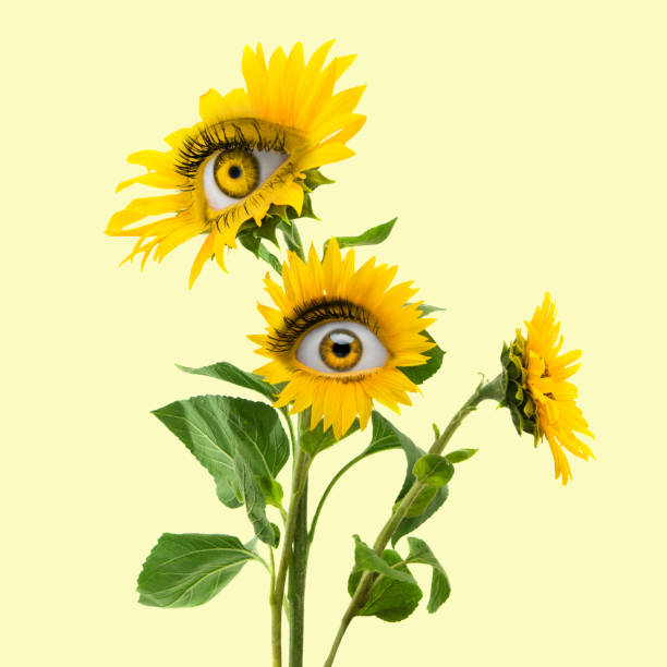 istock Funny bush. Yellow camomile flowers with an eye inside it on light background. Modern design. Contemporary art. Beauty, art, vision, fashion. Surrealism 1392520889
