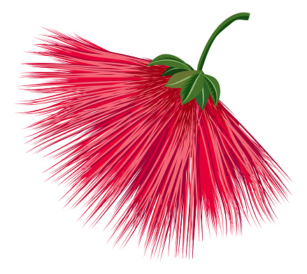 Red firework flower. Exotic calliandra plant blossom isolated on white background