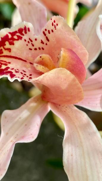 istock flower plant nature 1392521589