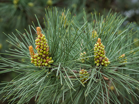 Pine flower and coniferous and background