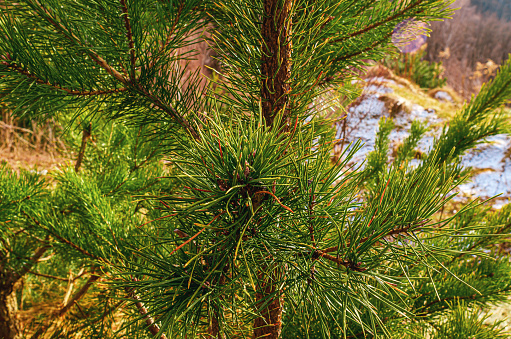 Close view of green pine tree with long fluffy needles. Blurred background.