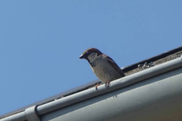 istock bird on the edge of the gutter 1392523487