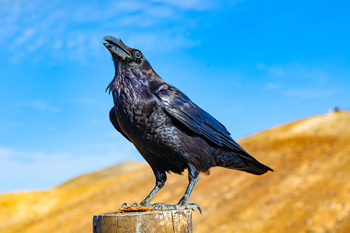Raven in Fuertevenura