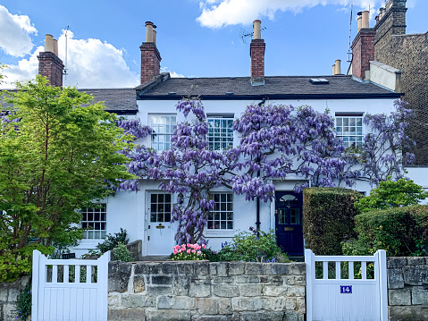 Blossoming wisteria. London, UK. Street view of Richmond upon Thames. Old white traditional medieval houses covered with ivy and with front garden. Sunny day in West London. Horizontal. Selective focus