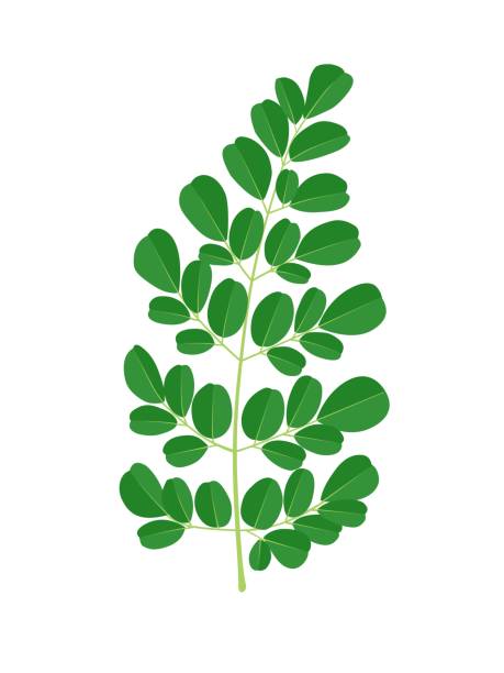 Moringa leaf or Moringa oleifera, isolated on white background, vector illustration. Moringa leaf or Moringa oleifera, isolated on white background, vector illustration. moringa leaves stock illustrations