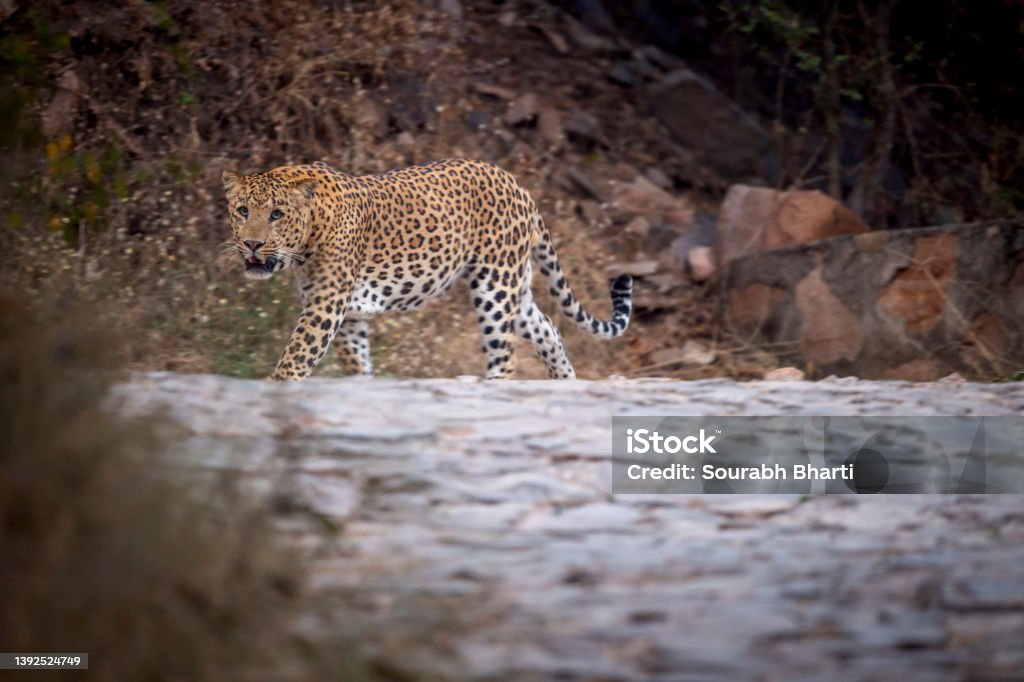 indian wild male leopard or panther side profile portrait walking or stroll in style with eye contact in summer season outdoor jungle safari at jhalana forest reserve jaipur india - panthera pardus Animal Stock Photo
