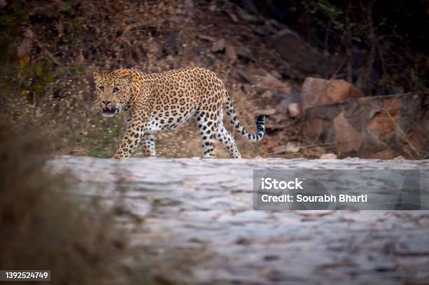 Indian Wild Male Leopard Or Panther Side Profile Portrait Walking Or Stroll In Style With Eye Contact In Summer Season Outdoor Jungle Safari At Jhalana Forest Reserve Jaipur India Panthera Pardus Stock Photo - Download Image Now