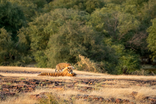 loving caring royal bengal tiger mother hugging and cuddling moment with two of small cubs in natural green background at outdoor wildlife safari in forest of central india - panthera tigris tigris