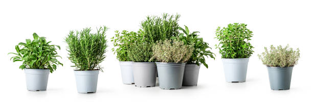 istock Rosemary, oregano, sage and thyme. Herbs in pot 1392527149