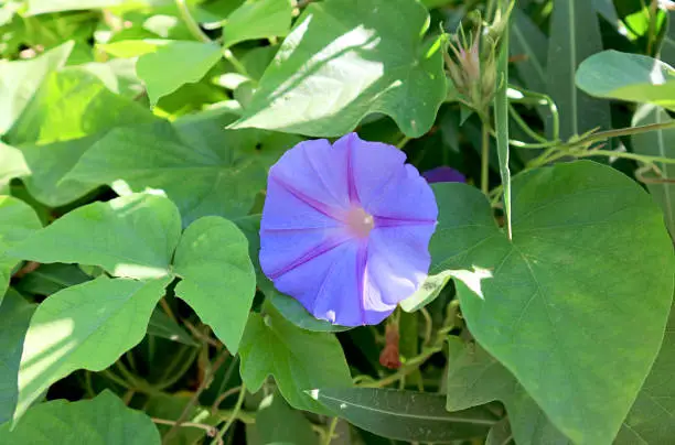 Closeup of Blooming Purple Morning-glory Flower Among Green Foliage