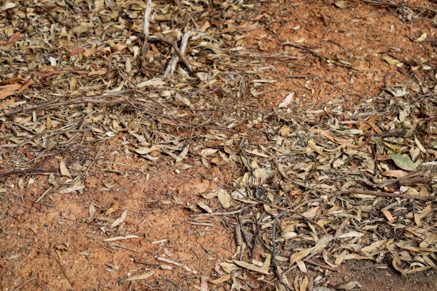 istock arid australian earth covered in eucalyptus leaves 1392530028
