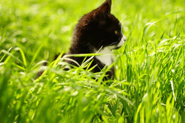 Black white cat rest in vivid green grass on a spring day.