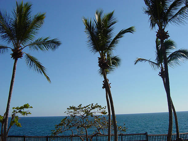 istock Peaceful view of swaying palm trees 139253093