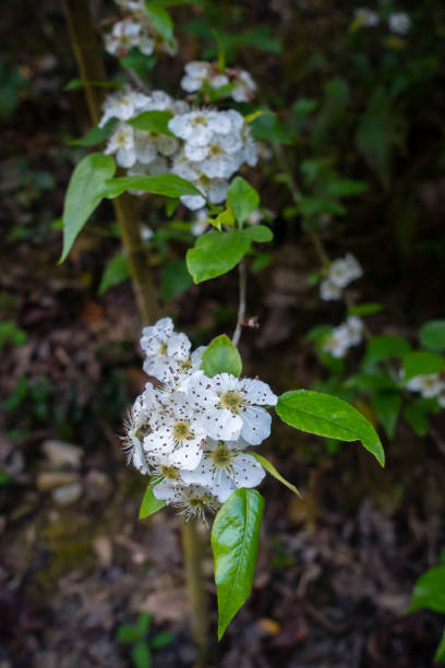 uno scatto ravvicinato del fiore di crataegus punctata appeso. è una specie di biancospino conosciuta con i nomi comuni di biancospino punteggiato o bianco haw. - punctata foto e immagini stock