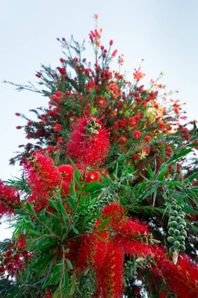 Crimson bottlebrush (Callistemon citrinus) the common red bottlebrush, crimson bottlebrush, or lemon bottlebrush, is a plant in the myrtle family Myrtaceae. Crimson bottlebrush (Callistemon citrinus) the common red bottlebrush, crimson bottlebrush, or lemon bottlebrush, is a plant in the myrtle family Myrtaceae. red flower trees callistemon citrinus stock pictures, royalty-free photos & images