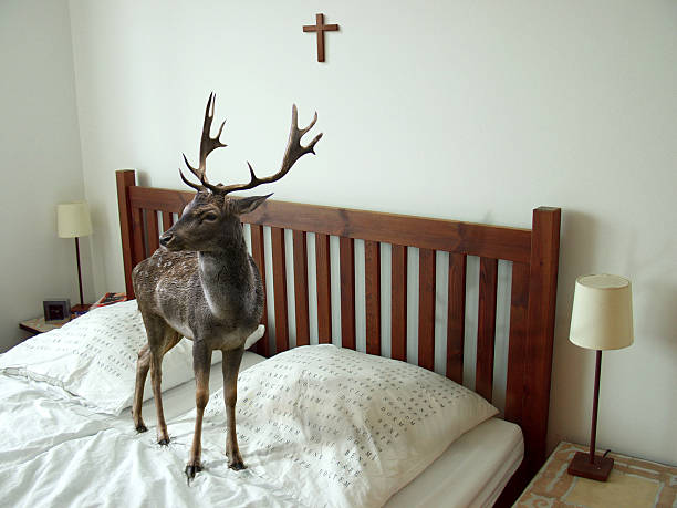 ooops! i'm a deer in my bed stock photo