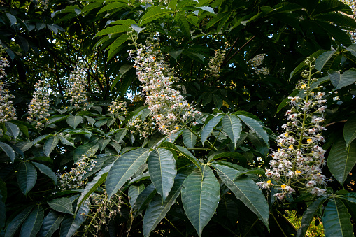 Close up shot of leaves and flowers of horse chestnut, Aesculus species called buckeye.