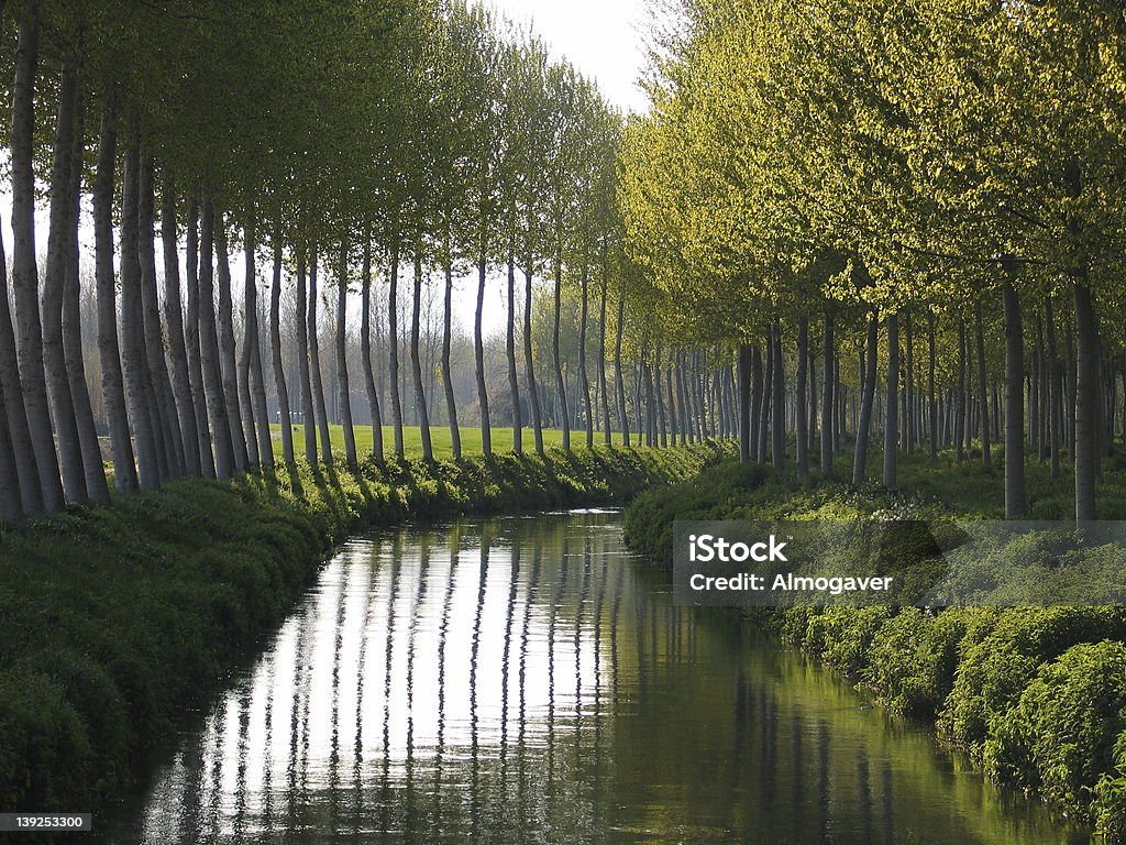 Poplars e Rio Negro - Royalty-free Choupo Foto de stock