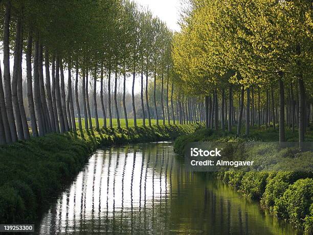 Poplars E Rio Negro - Fotografias de stock e mais imagens de Choupo - Choupo, Catalunha, Rio