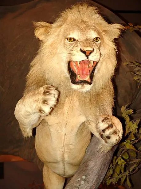 Photo of Lion