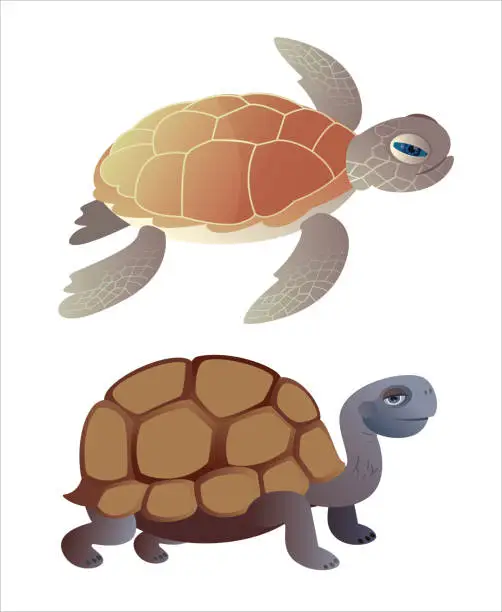 Vector illustration of Sea Turtle and Galapagos Giant Tortoise