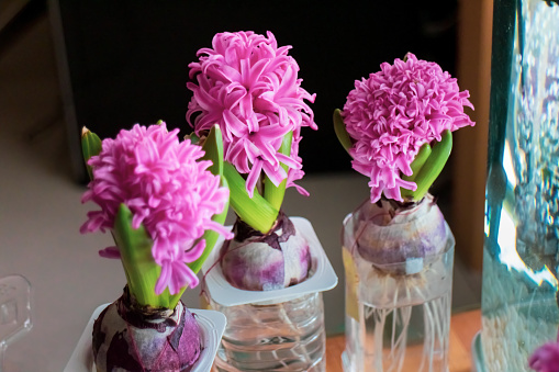 Bouquet of sweet peas in a glass bowl