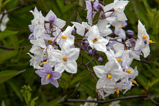 Solanum, climbing plant, in bloom stock photo