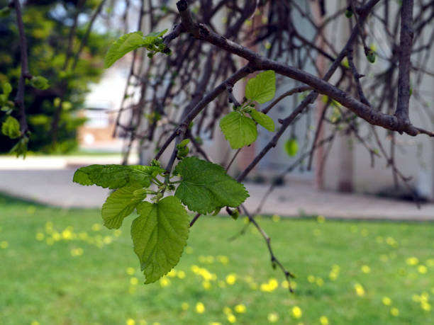 istock Mulberry tree branch with leaves 1392534501