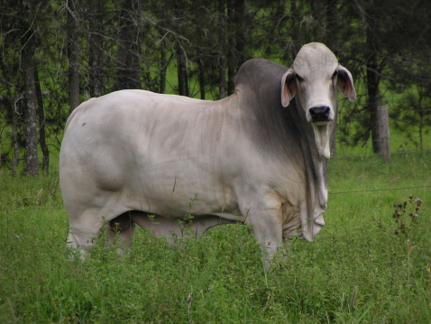 A Brahman Bull staring at me - wondering whether he should attack or not...
