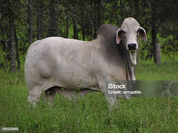 Bull Em Um Campo - Fotografias de stock e mais imagens de Gordo - Gordo, Gado doméstico, Touro - Animal macho