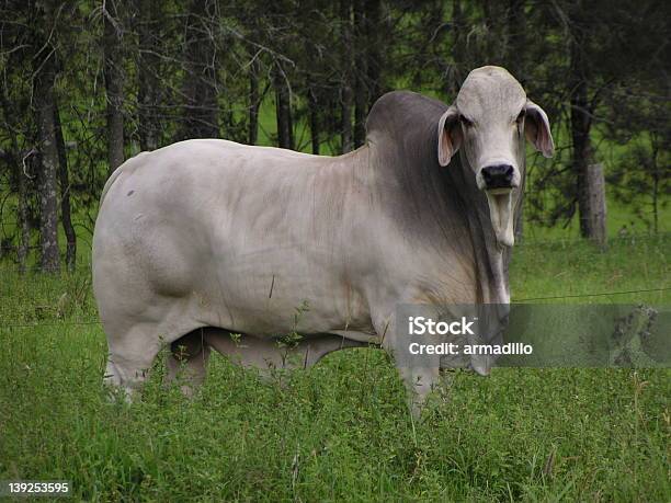 Бык В Поле — стоковые фотографии и другие картинки Лишний вес - Лишний вес, Домашний скот, Бык - животное