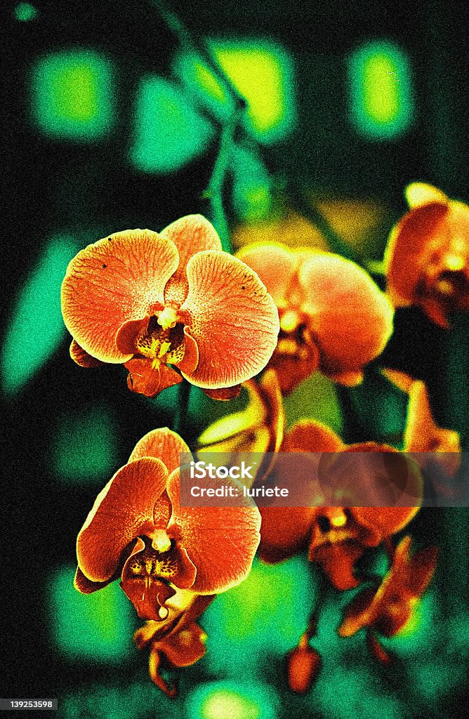 Procédé croisé orchidées - Photo de Bizarre libre de droits