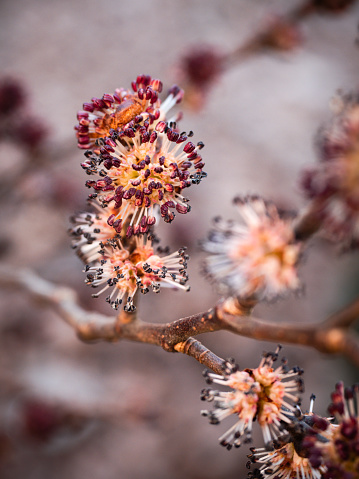 Branches of the flowering mountain elm (Ulmus glabra) photographed in spring.