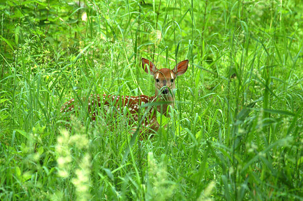 istock Photo Fawn Hides in High Grass 139253809