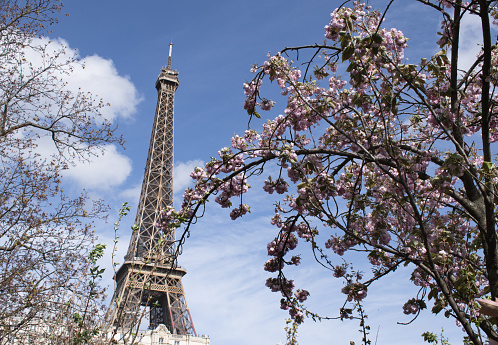 Paris: a Japanese cherry tree in bloom with view of the Eiffel Tower, metal tower completed in 1889 for the Universal Exposition and became the most famous monument in Paris