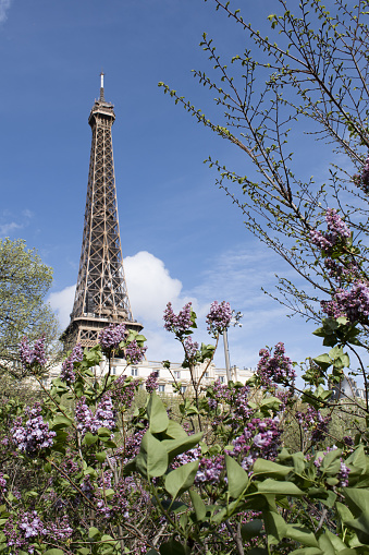Paris: a Japanese cherry tree in bloom with view of the Eiffel Tower, metal tower completed in 1889 for the Universal Exposition and became the most famous monument in Paris