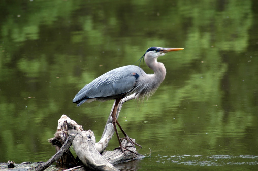 A great blue heron perched on a log in the middle of a lake is seconds away from flight. Taken near Blairstown, NJ with a Nikon D100.
