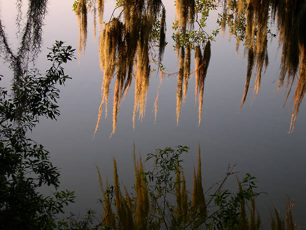 Musgo español reflejado - foto de stock